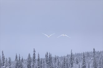 Whooper swans (Cygnus cygnus) in flight in winter, Lapland, Finland, Europe