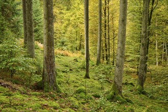 Mixed forest, fir, beech, moss, autumn, Oberzent, Odenwald, Hesse, Germany, Europe