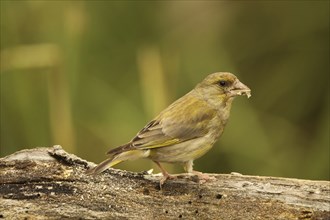 European greenfinch (Chloris chloris) at the summer feeding site, Allgäu, Bavaria, Germany, Europe