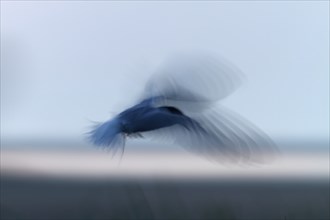 Common Tern (Sterna hirundo), flight study at sunset, in flight with motion blur of the wings,