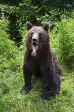 Adult European brown bear (Ursus arctos arctos), Transylvania, Carpathians, Romania, Europe