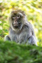 Barbary macaque (Macaca sylvanus), Occurrence in Morocco, captive, Rhineland-Palatinate, Germany,