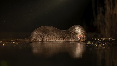 European otter (Lutra lutra) hunting at night in the water, foraging, with white fish as prey,