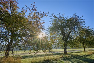 Apple tree, tree row, sky, sunrise, beeches, Odenwald, Baden-Württemberg, Germany, Europe