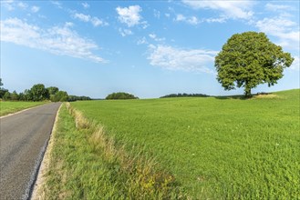 Lone tree on a hill in the French countryside. Jura, Lons-le-Saunier, Burgundy-Franche-Comte,