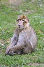 Barbary macaque (Macaca sylvanus), Occurrence in Morocco, captive, Rhineland-Palatinate, Germany,