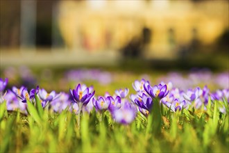 Spring bloomers in the Great Garden