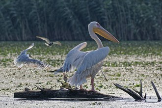 A pelican on a log in the water of Lacul Isac, a lake in the Danube Delta. UNESCO Danube Delta