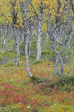 Silver birch, warty birch, European white birch (Betula pendula) (Betula verrucosa) tree trunks of