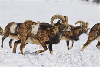 European mouflon (Ovis aries musimon) ram on a snowy meadow in the mountains in tirol, Kitzbühel,