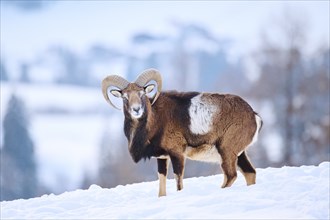 European mouflon (Ovis aries musimon) ram on a snowy meadow in the mountains in tirol, Kitzbühel,