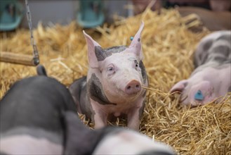 Piglets in species-appropriate husbandry, pigs in a fattening farm, Stuttgart, Baden-Württemberg,