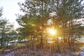 Sunset through a cots pines (Pinus sylvestris), Upper Palatinate, Bavaria, Germany, Europe