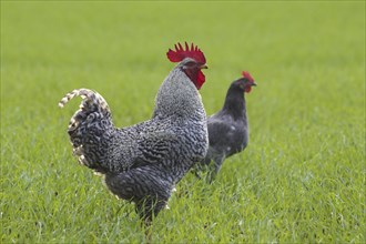 Plymouth Rock chicken, American breed of domestic chickens, free range Barred Rock cock, rooster