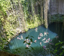 People swimming in limestone sinkhole pool, Cenote Ik kil, Pisté, Yucatan, Mexico, Central America