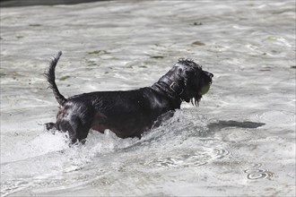 Dachshund Shih Tzu mix (Canis lupus familaris), male 4 years, running through the water with a ball