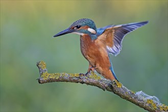 Common kingfisher (Alcedo atthis) juvenile, male, flapping his wings, Middle Elbe Biosphere