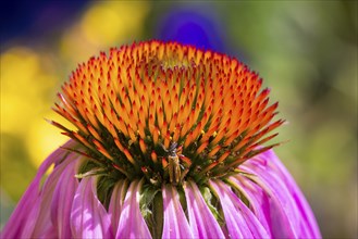 Coneflower (Echinacea), purple, close-up inflorescence with male red-necked beetle, Ternitz, Lower