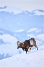 European mouflon (Ovis aries musimon) ram on a snowy meadow in the mountains in tirol, Kitzbühel,