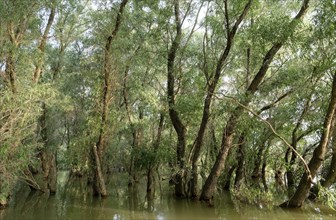 Willows grow in the water in a side arm in the Danube Delta. UNESCO Danube Delta Biosphere Reserve.