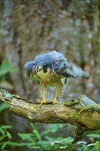 Peregrine Falcon (Falco peregrinus), adult sitting on branch in forest, Bohemian Forest, Czech