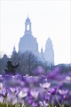 Spring on the main street in Dresden