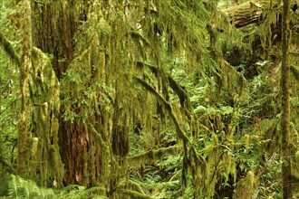 Temperate rainforest, Vancouver Island, British Columbia, Canada, North America