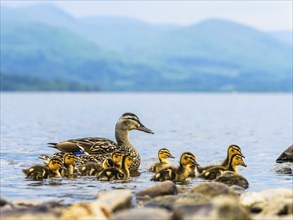 Mallard Duck (Anas platyrhynchos), Female with nestlings, Loch Lomond, Scotland, United Kingdom,