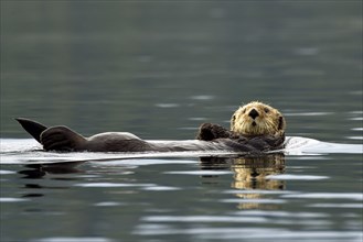 A sea otter (Enhydra lutris) floating on its back on the water surface, Prince William Sound,