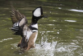 Hooded merganser (Lophodytes cucullatus) adult male in breeding plumage flapping wings in lake,