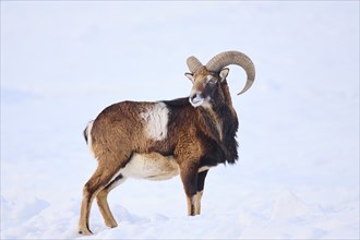 European mouflon (Ovis aries musimon) ram on a snowy meadow in the mountains in tirol, Kitzbühel,