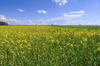 Rape fields near Weil, Upper Bavaria, Bavaria, Germany, Europe