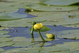 Yellow pond roses on the water of Lacul Isaccel, a lake in the Danube Delta. UNESCO Danube Delta