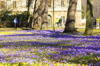 Spring bloomers in the Great Garden