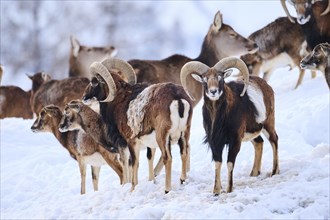 European mouflon (Ovis aries musimon) ram with ewes on a snowy meadow in the mountains in tirol,