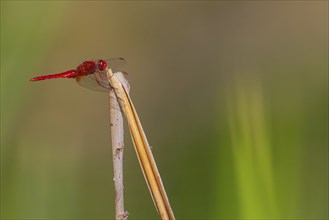 Close-up, scarlet dragonfly (Crocothemis erythraea), male, Neustadt am Rübenberge, Germany, Europe