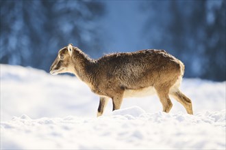 European mouflon (Ovis aries musimon) ewe on a snowy meadow in the mountains in tirol, Kitzbühel,