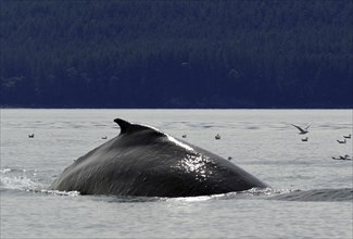 Humpback whale, Inside Passage, Juneau, Alaska, USA, North America