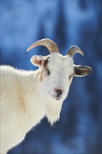 Domestic goat (Capra hircus) portrait, snow, winter in tirol, Kitzbühel, Wildpark Aurach, Austria,