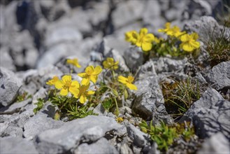 Close-up of a yellow flowering buttercup (Ranunculus) on calcareous soils in the summit area of the