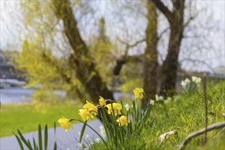 Blooming daffodils on the Königsufer