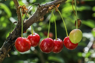 Sour cherry or sour cherry (Prunus cerasus), fruit, Baden-Württemberg, Germany, Europe