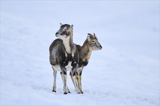 European mouflon (Ovis aries musimon) ewes on a snowy meadow in the mountains in tirol, Kitzbühel,