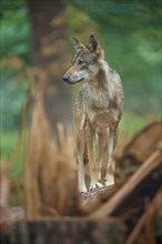 European gray wolf (Canis lupus), standing on tree trunk in forest, Germany, Europe