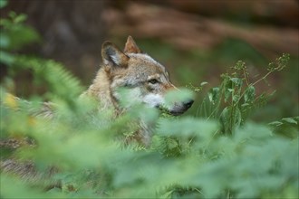 European gray wolf (Canis lupus), lying in the forest, Germany, Europe