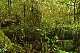 Temperate rainforest, Vancouver Island, British Columbia, Canada, North America