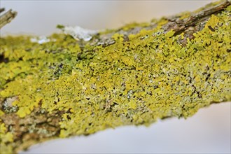 Detail of lichen growing on a crack willow (Salix fragilis) bark, Upper Palatinate, Bavaria,