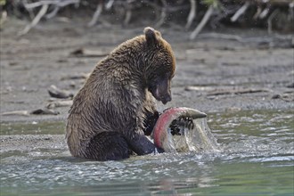 Young brown bear (Ursus arctos) sitting on the shore playing with a salmon, Lake Clarke National