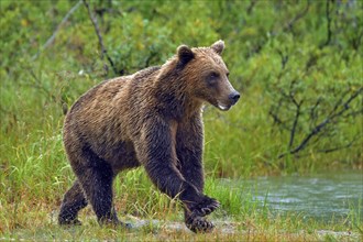 Brown bear (Ursus arctos) running along the shore, Lake Clarke National Park, Alaska, USA, North