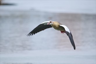 Egyptian goose (Alopochen aegyptiaca), flying, Bavaria, Germany Europe